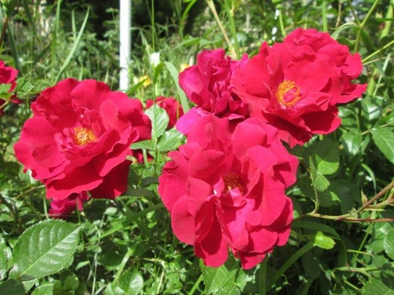 نمایی از طبیعت بهاری در سمیرم + تصاویر