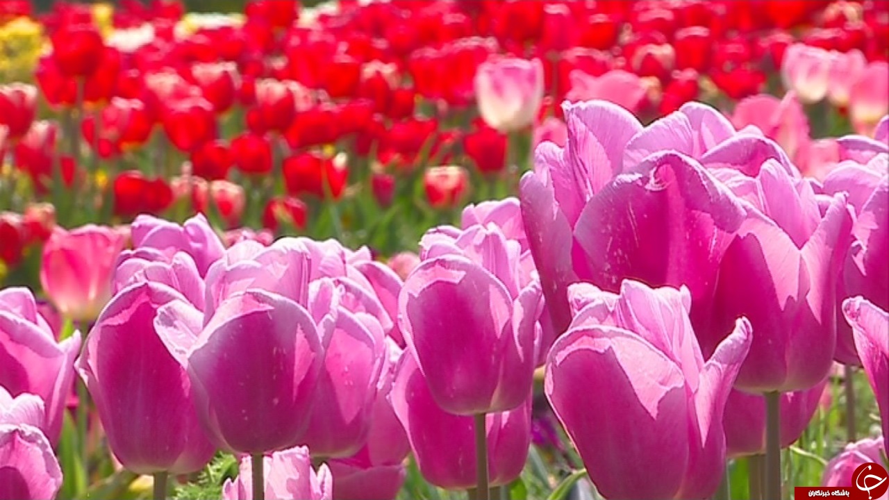 تور مجازی باغ لاله های اراک