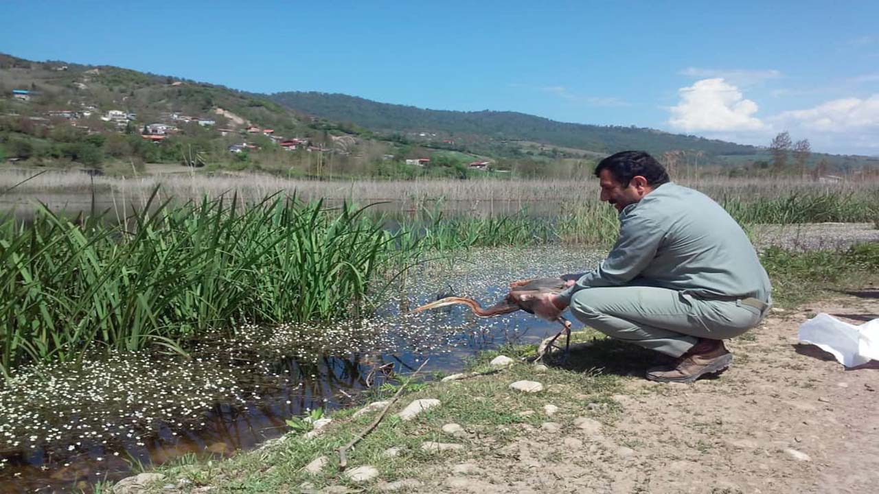 رهاسازی یک قطعه حواصیل ارغوانی در تالاب نکا