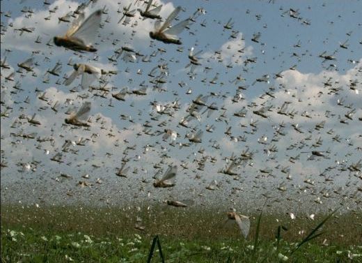 مهمان&zwnj;های ناخوانده صحرایی در حال حرکت به سمت کشور/ تخصیص اعتبارات برای مقابله با هجوم ملخ&zwnj;ها به مراتع کشاورزی