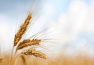 خرید بیش از ۸ هزار تن گندم و کلزا از کشاورزان رامشیری