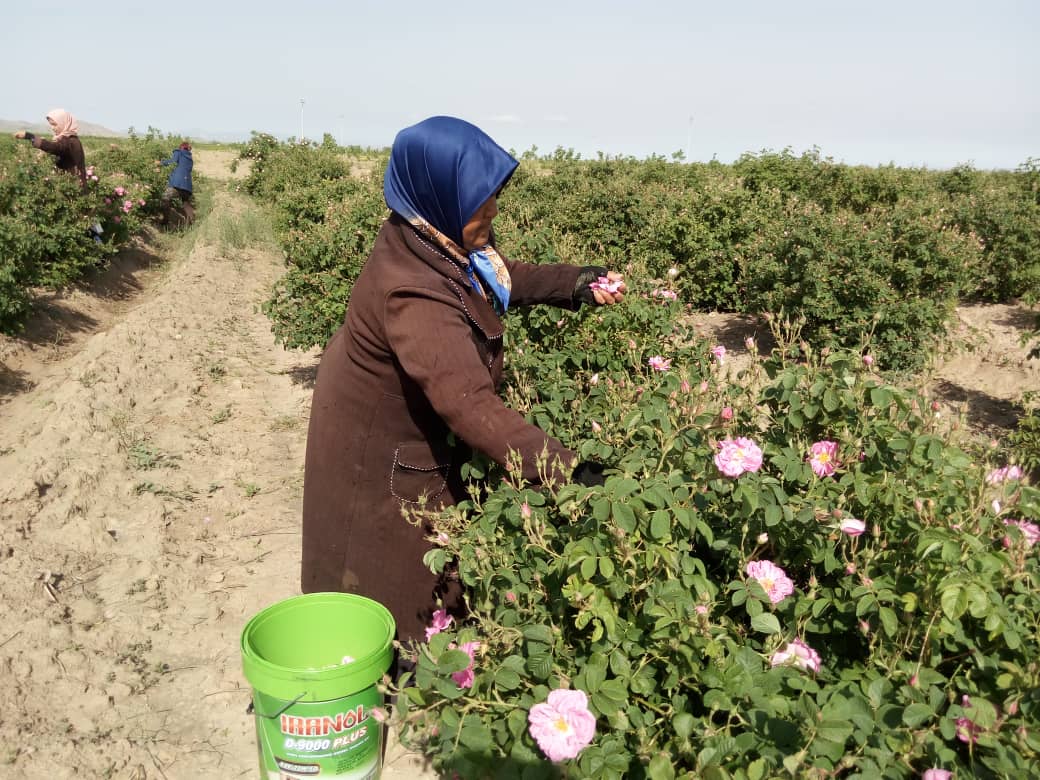 آغاز برداشت گیاهان دارویی در خوشاب