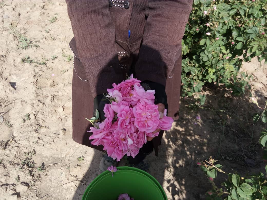 آغاز برداشت گیاهان دارویی در خوشاب