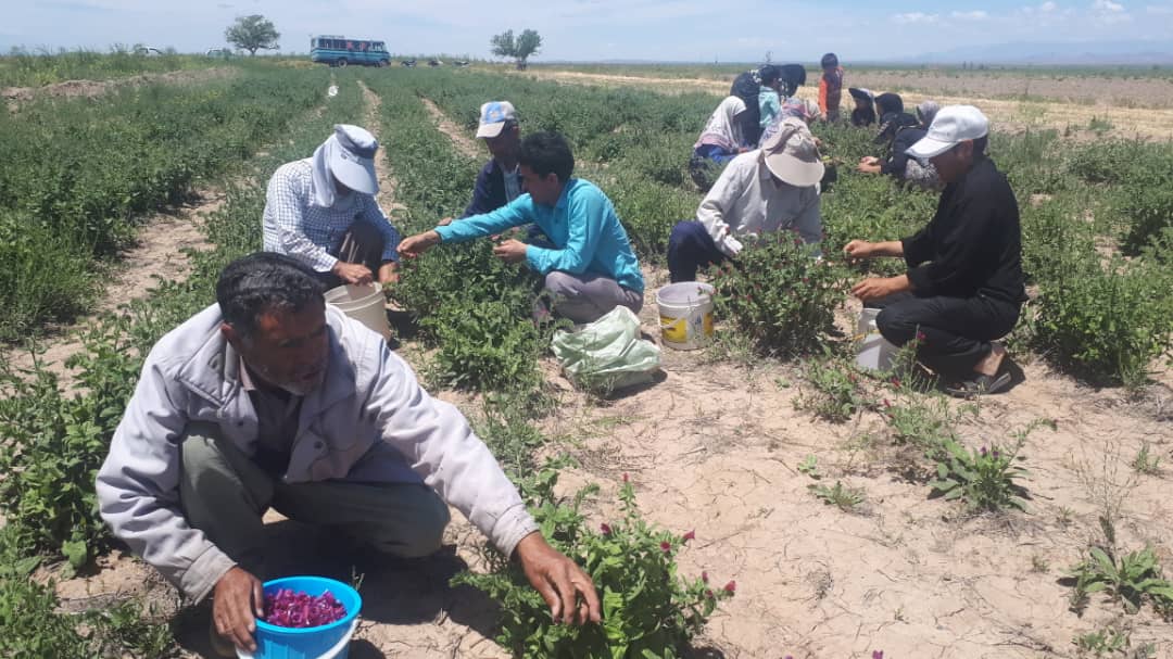 آغاز برداشت گیاهان دارویی در خوشاب