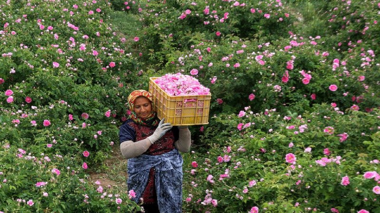 ۲۰۰ تن گل محمدی در سبزوار برداشت شد