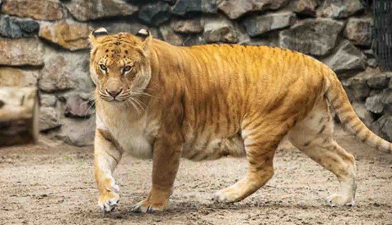 لایگرها، غول پیکر ترین عضور خانواده گربه سانان