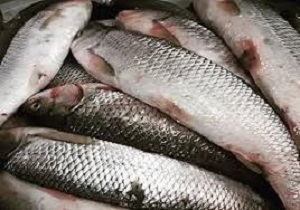 عرضه غیر بهداشتی ماهی در بانه
