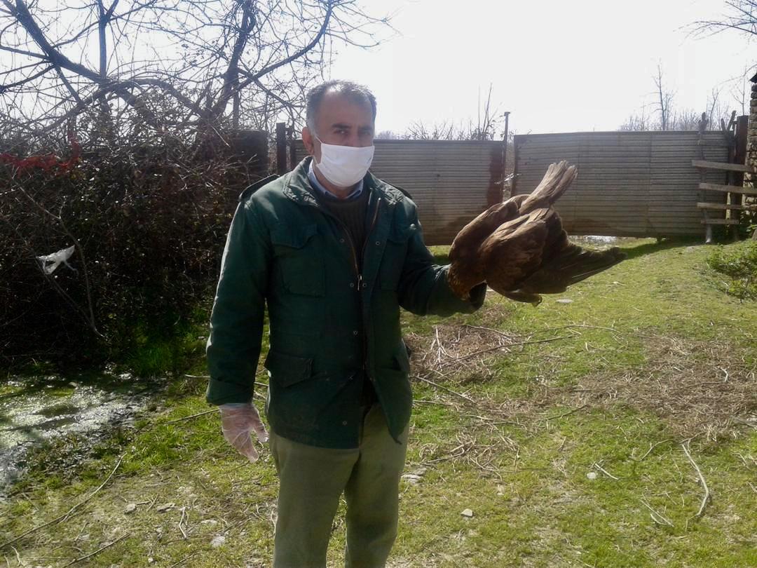 رهاسازی ۲ پرنده شکاری در طبیعت فومن