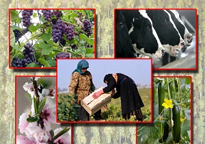 صادرات بیش از دو هزار تن محصولات کشاورزی استان یزد به کشور‌های همسایه