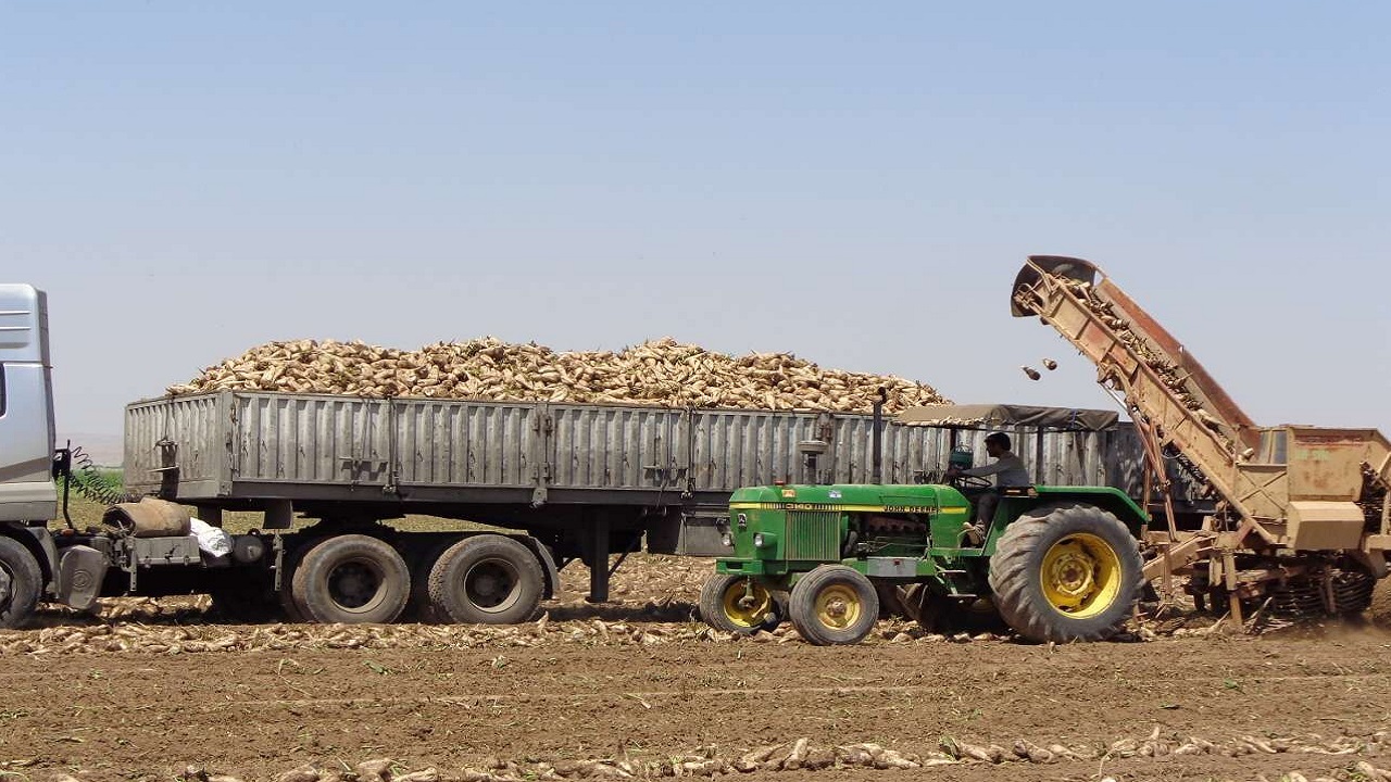 پیش‌بینی برداشت ۲ میلیون تن چغندر قند در آذربایجان‌غربی