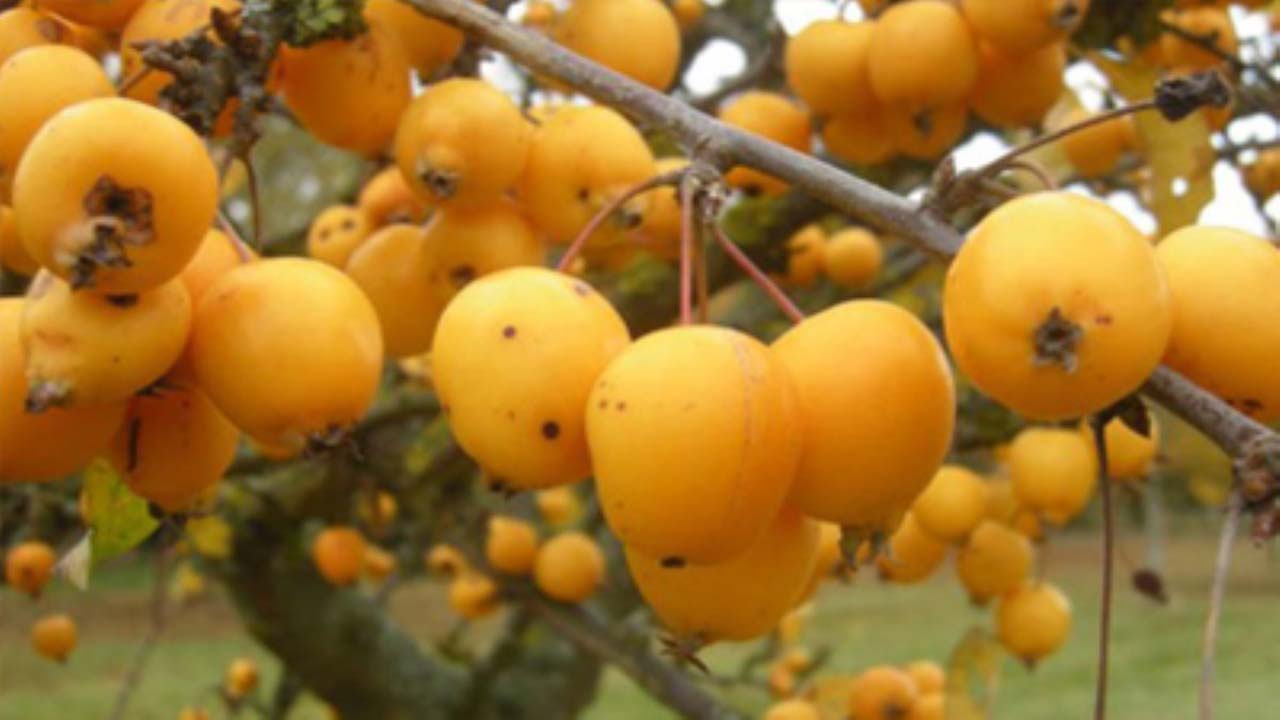 برداشت نوبرانه ازگیل خفر در راه بازار