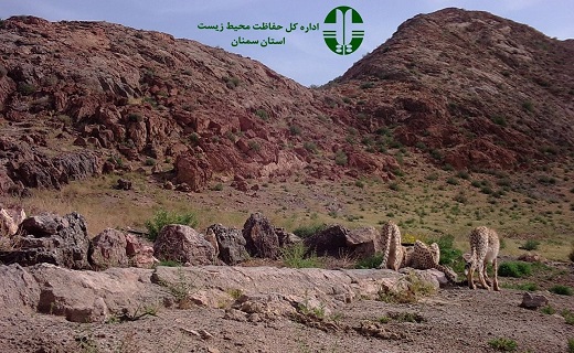 ثبت تصاویر دومین خانواده یوزپلنگ در توران شاهرود+ تصاویر