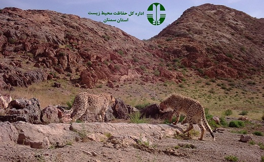 ثبت تصاویر دومین خانواده یوزپلنگ در توران شاهرود+ تصاویر