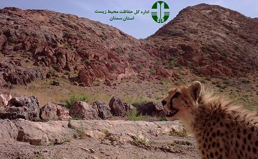 ثبت تصاویر دومین خانواده یوزپلنگ در توران شاهرود+ تصاویر