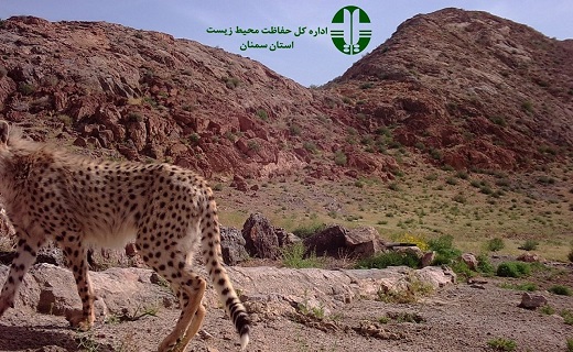 ثبت تصاویر دومین خانواده یوزپلنگ در توران شاهرود+ تصاویر