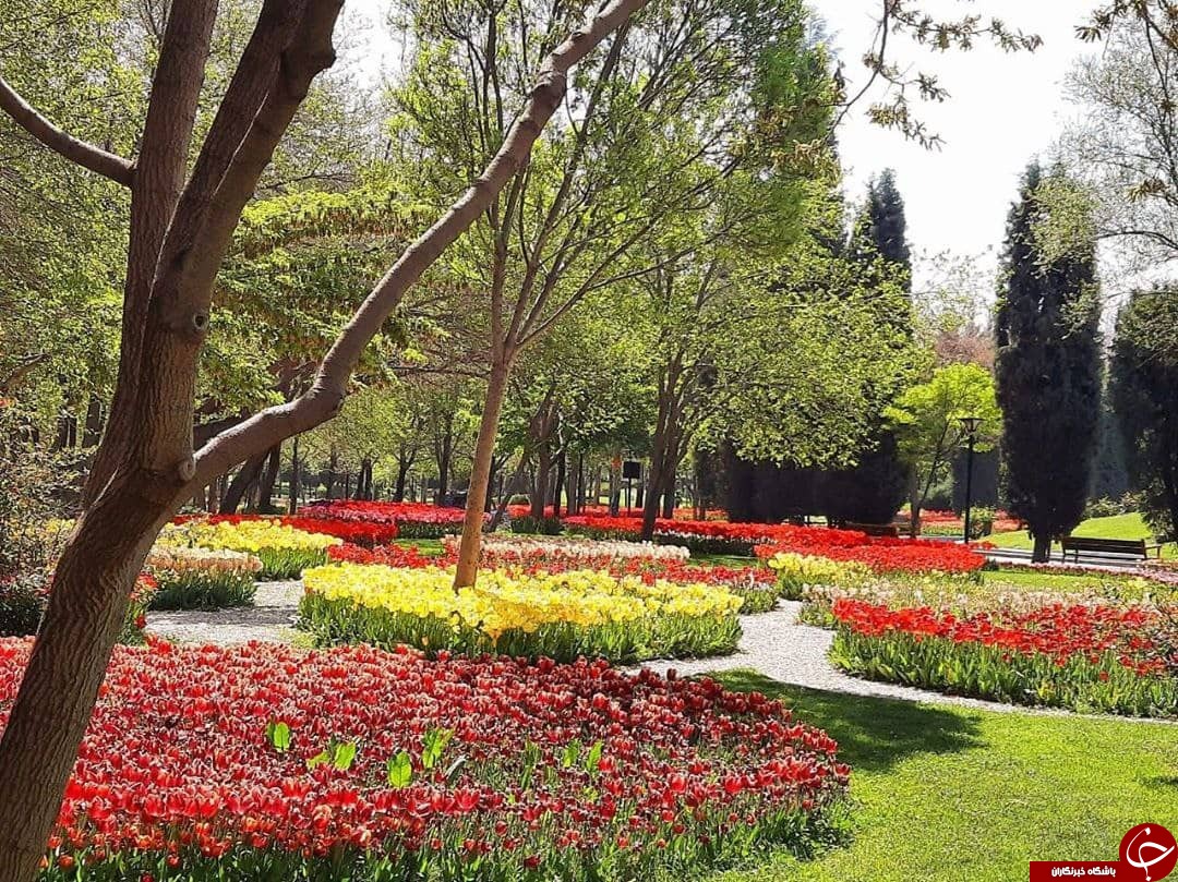 تصاویر گل های بهاری پارک ملت مشهد