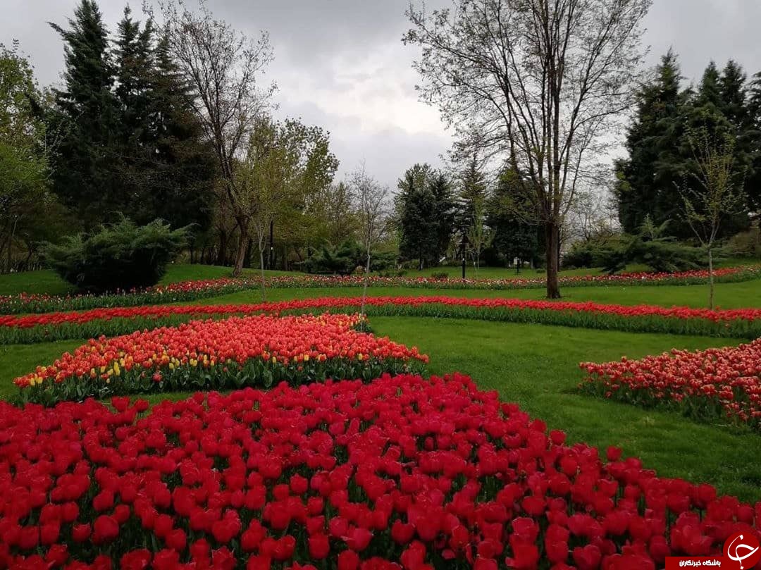 تصاویر گل های بهاری پارک ملت مشهد