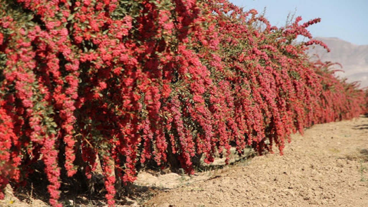 خرید بیش از ۱۷۳ هزار تن محصول از کشاورزان خراسان جنوبی