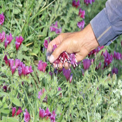 ممنوعیت برداشت  گیاهان خوراکی و دارویی در خراسان شمالی