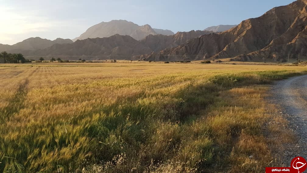 بیش از ۷۰ درصد مزارع گندم استان بوشهر در دشتستان قرار دارد
