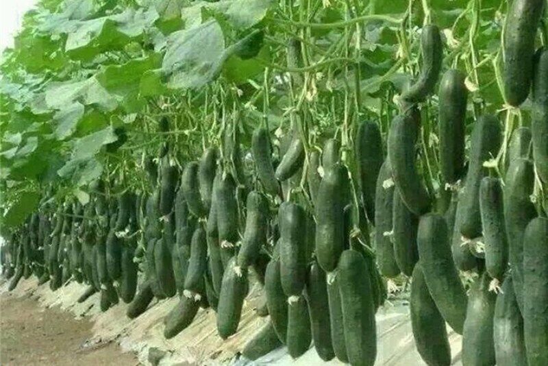 برداشت محصول از گلخانه‌های سیب و سوران