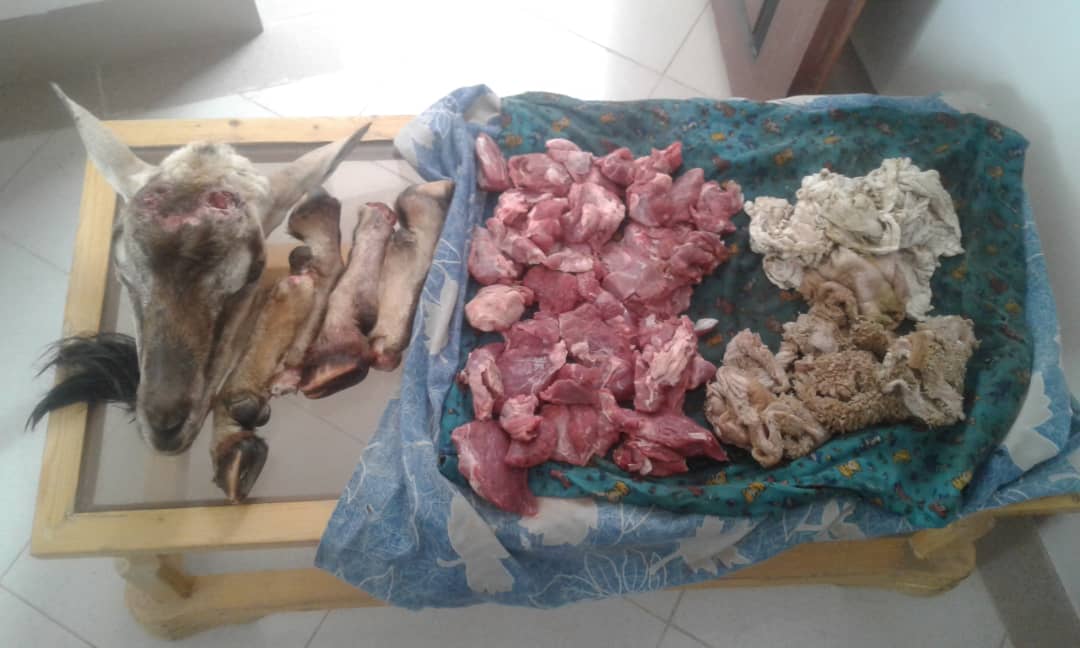 دستگیری شکارچی متخلف در راور