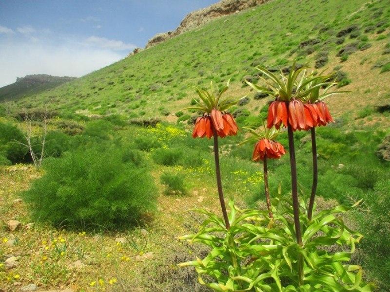 از رزمایش کمک مومنانه در کاشمر تا نمایی از دشت لاله&zwnj;های واژگون در سمیرم + فیلم و تصاویر