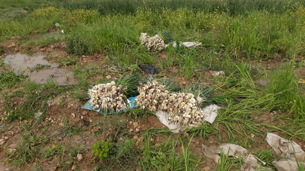 برداشت سیر سبز از مزارع کشاورزی بیضا