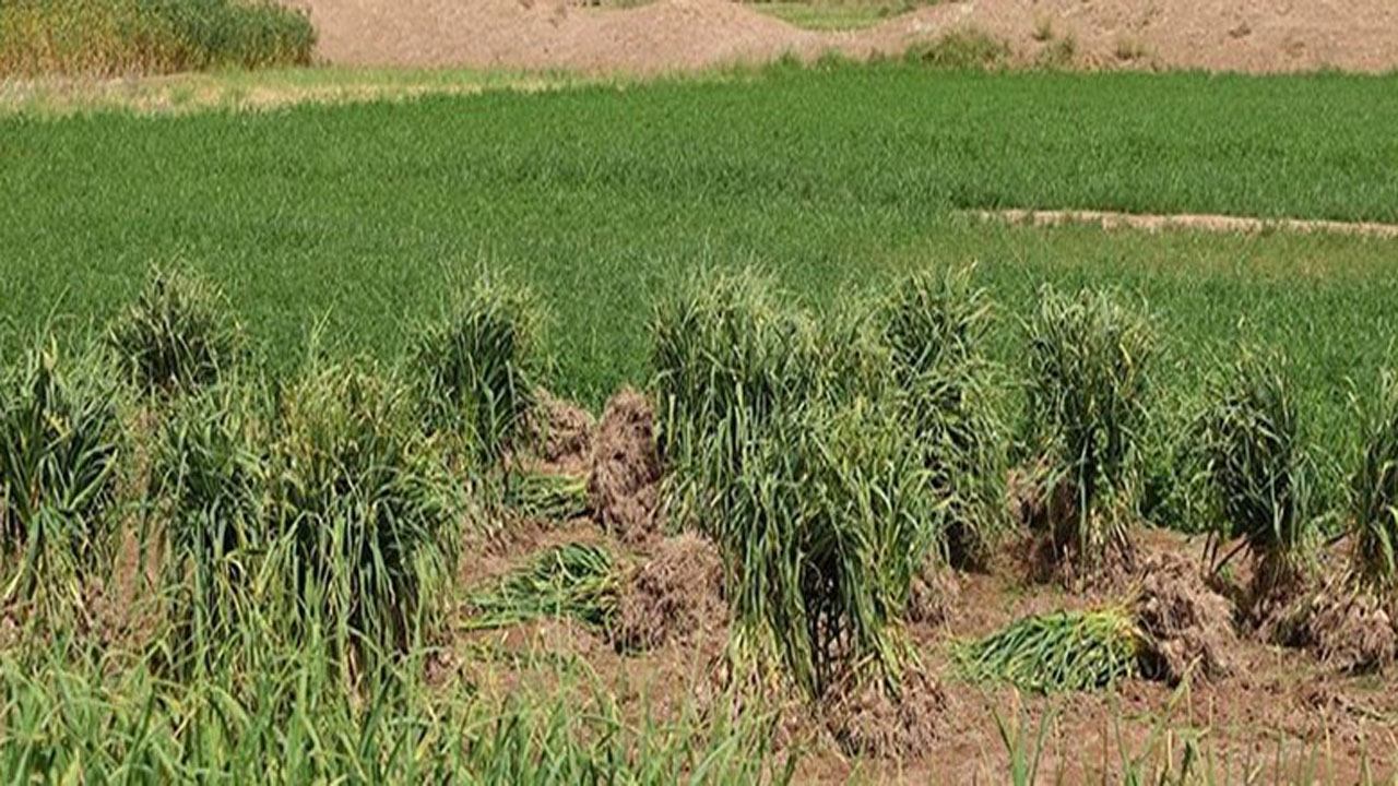 نگاهی گذرا به مهمترین رویداد&zwnj;های پنجشنبه ۴ اردیبهشت ماه در مازندران