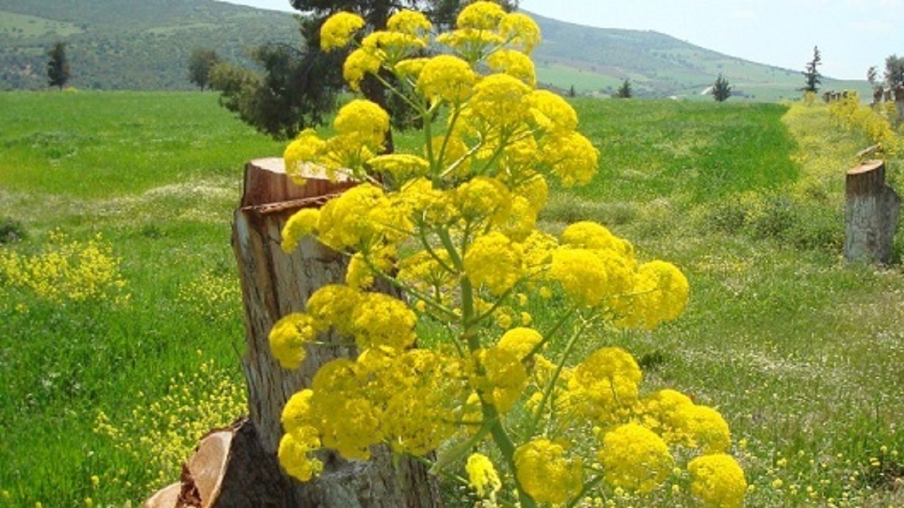 کاشت ۲۵۰ هکتار باریجه در شهرستان آرادان