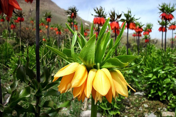 خراسان شمالی ذخیره گاه ژنتیکی لاله&zwnj;های واژگون /لاله واژگون گل افسانه ای ایران