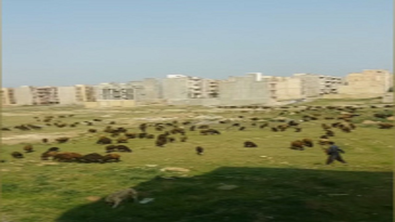 چرای دام در شهرک مسکونی! + فیلم