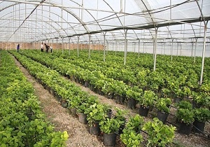 رشد ۱۷۰ درصد تولید محصولات گلخانه‌ای در خوزستان
