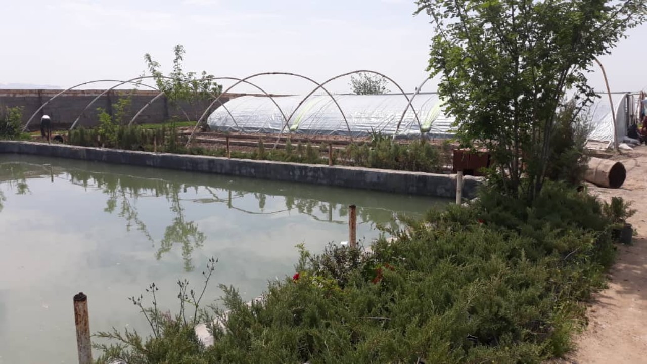 ﺗﻮﻟﯿﺪ اﻧﮕﻮر و ﻧﻬﺎل اﻧﮕﻮر ﺗﺮﮐﻤﻦ با ویژگی های خاص در ﮐﺎﺷﻤﺮ