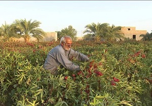 محصول ارز آور کم نداریم/ چای قرمز با ظرفیتی صادراتی در صورت نگاهی کوچک