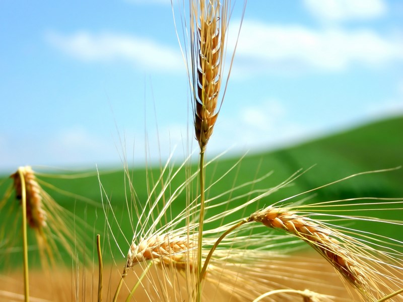 خرید تضمینی گندم در فارس
