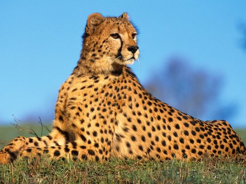 توران خریدار ناز ایران، کوشکی و دلبر/ چشم امید به زادآوری یوزها در خانه