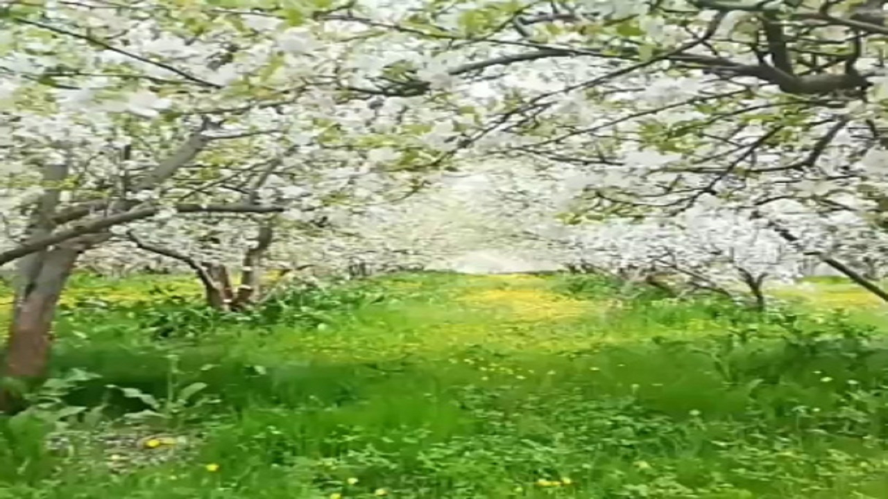 شکوفه&zwnj;های بهاری همراه با صدای زیبای پرندگان در &laquo;دژکرد&raquo; + فیلم