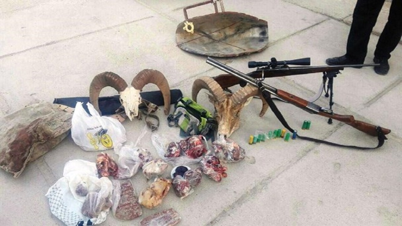 کشف اجزای لاشه قوچ وحشی و سلاح قاچاق در آرادان