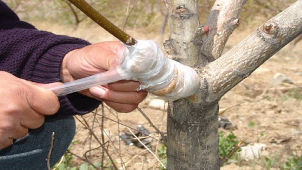 سرشاخه کاری در ۳۳۳ اصله از درختان گردو فارسان