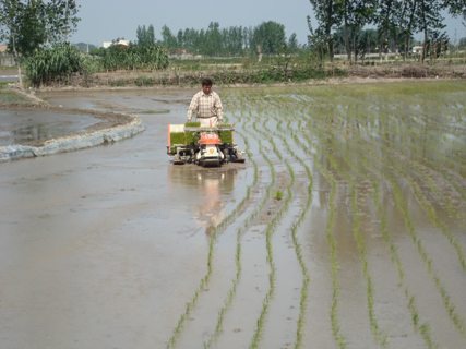 کرونا، نتوانست جلوی تولید و کشت برنج را در گیلان بگیرد