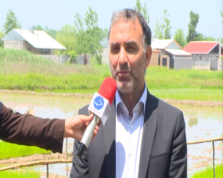کرونا، نتوانست جلوی تولید و کشت برنج را در گیلان بگیرد