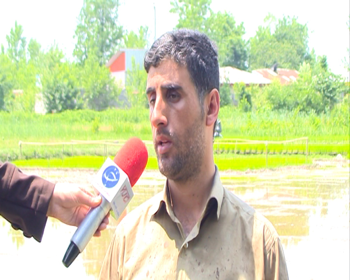 کرونا، نتوانست جلوی تولید و کشت برنج را در گیلان بگیرد
