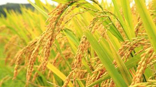 کرونا، نتوانست جلوی تولید و کشت برنج را در گیلان بگیرد