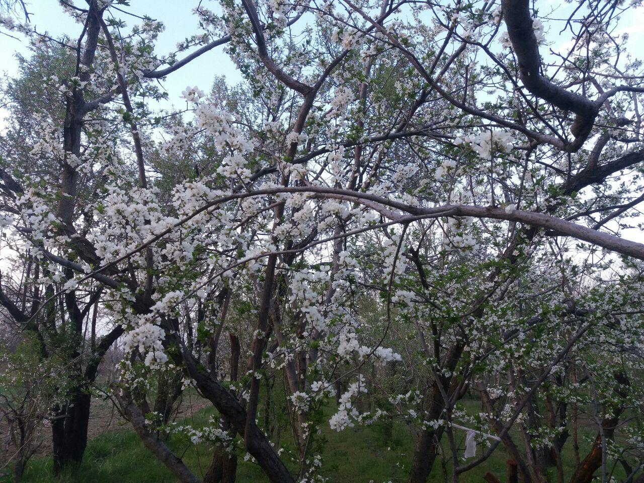 شکوفایی درختان در روستای تفریجان + تصاویر