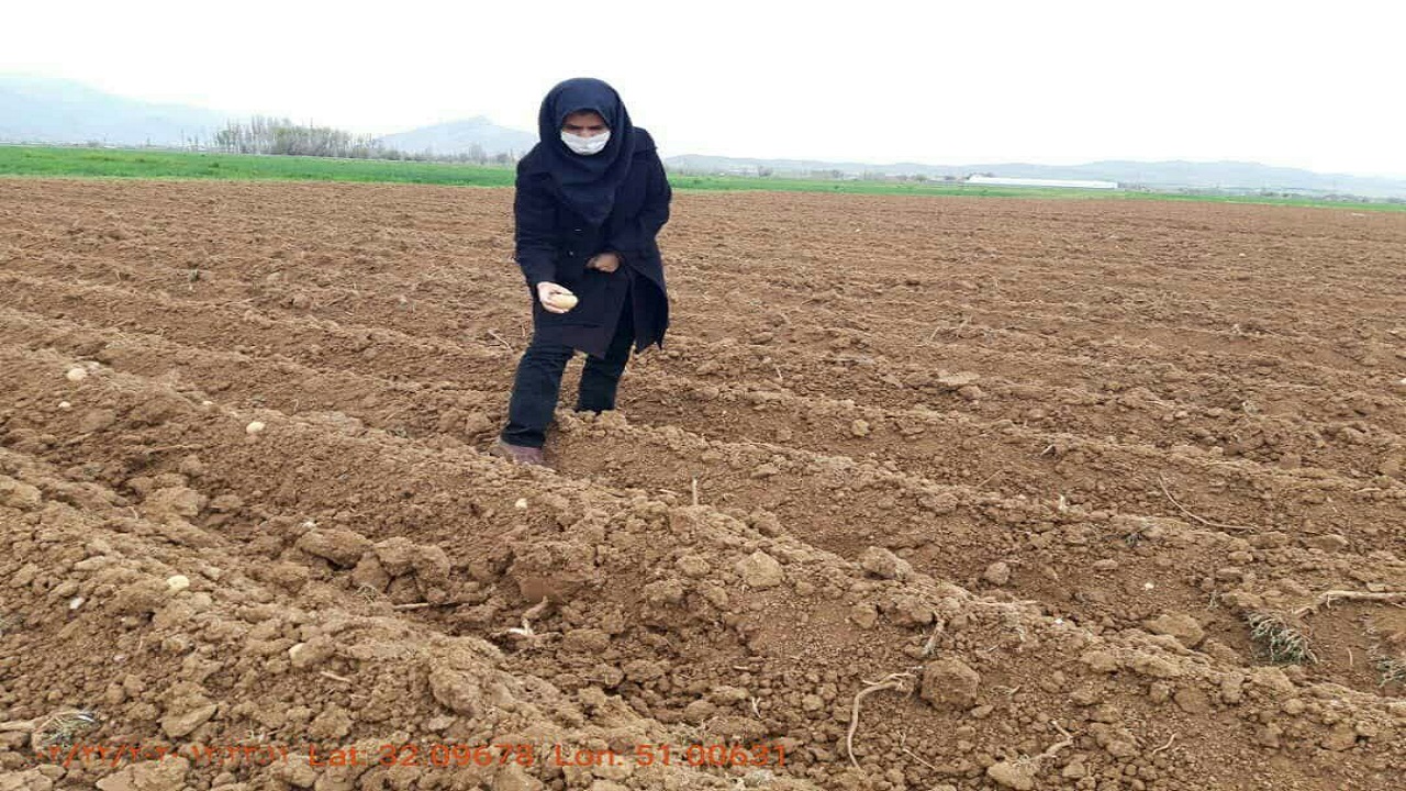 آغاز کشت سیب&zwnj;زمینی بهاره در اراضی ایرانچه