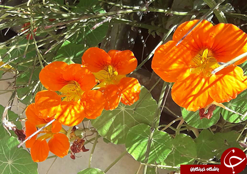 کرونا//