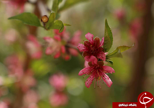 کرونا//