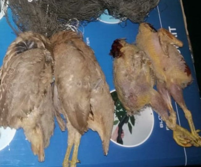 دستگیری ۳ شکارچی متخلف در کهنوج