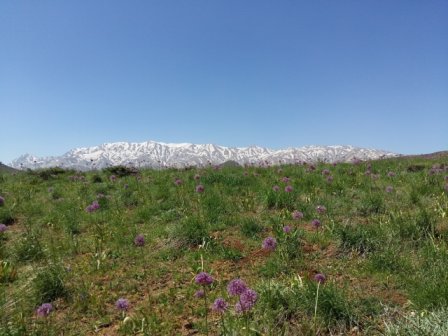 ممنوعیت برداشت گیاهان دارویی در جنگل ها و&zwnj; مراتع استان همدان